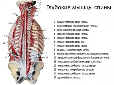 Широчайшая мышца спины