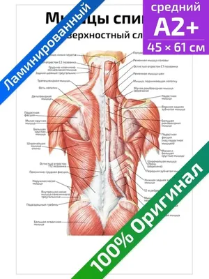 Трапециевидная мышца, трапеция