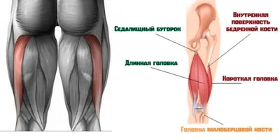 Мышцы шеи человека - Wikiwand