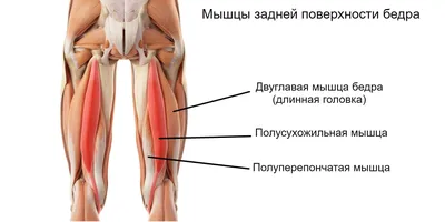 мышцы туловища человека, картинка мышц руки, рука, мышца фон картинки и  Фото для бесплатной загрузки