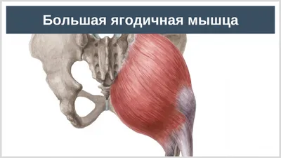 ДВУГЛАВАЯ МЫШЦА ПЛЕЧА [АНАТОМИЯ И УПРАЖНЕНИЯ НА БИЦЕПС] | Самая популярная  мышца верхней конечности | Библиотека тренера