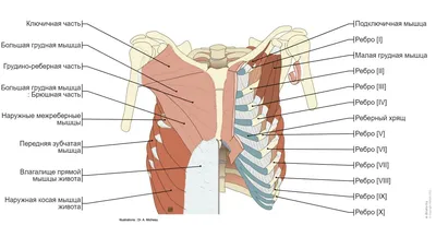 Грудная стенка и молочная железа : нормальная анатомия | e-Anatomy