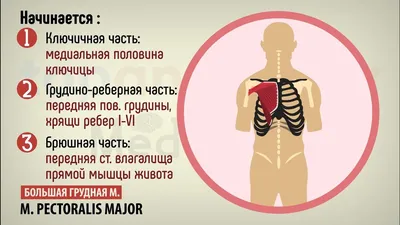 Грудная стенка и молочная железа : нормальная анатомия | e-Anatomy