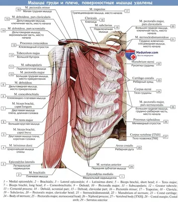 Анатомия: Мышцы груди (грудной клетки)