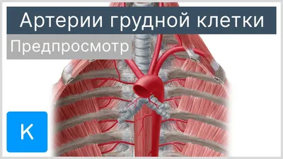 Latissimus dorsi в качестве боковой мышцы тела за диаграммой контура грудной  клетки человека Векторное изображение ©VectorMine 557218464