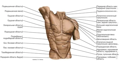 Грудная стенка и молочная железа : нормальная анатомия | e-Anatomy