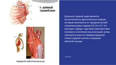 Лечение торакалгии (боли в грудной клетке) ударно-волновой терапией в Киеве  | Медцентр Аватаж