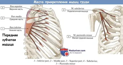 Мышцы грудной клетки. Глубокий слой. Вид спереди плакат глянцевый А1/А2 ›  Купить оптом и в розницу › Цена от завода