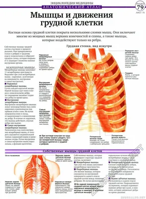 Анатомия: Мышцы груди (грудной клетки)