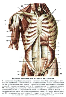 Комплекс упражнений на грудные мышцы | Как накачать грудь – ДОН-Спорт