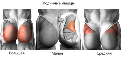 Как изменить форму ягодиц упражнениями