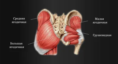 Normal athletic - Прокачка ваших ягодиц это не просто красивые мышцы это  так же важно с точки зрения общей производительности и предотвращения  травм. ⠀ Слабость эти мышц может привести к проблемам в