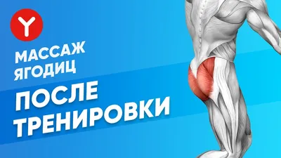 Ученые определили лучшие упражнения для роста ЯГОДИЦ! Разбор исследования |  Николай Зайченко | Фитнес тренер | Дзен