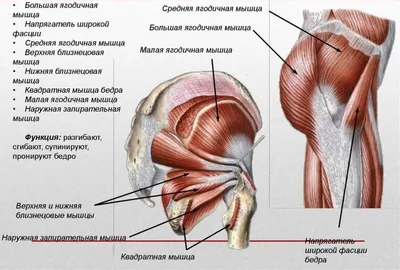 Как качать ягодицы, чтобы они росли. Почему у многих это не получается. |  Ольга вещает про фитнес | Дзен