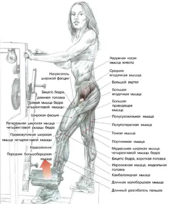 Как накачать ягодицы? Пять эффективных упражнений на ягодичные мышцы -  Чемпионат