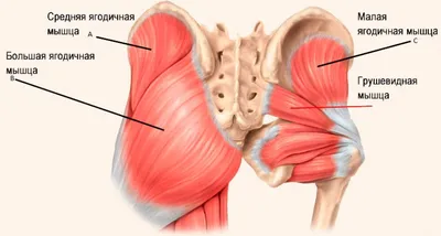 Ягодичные мышцы: их функции, работа, форма. Проблемные зоны — галифе,  складки под и ямки над ягодицами