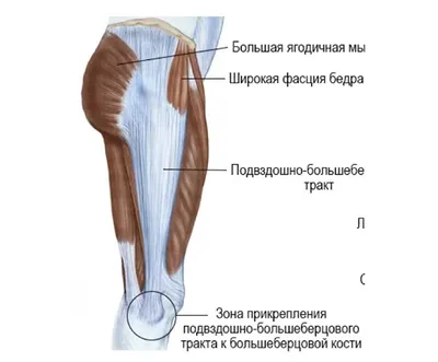 Упражнения для ягодиц с картинками