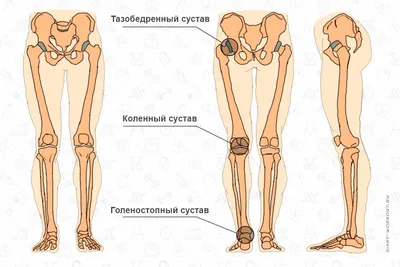 Ягодицы Mediusанатомия Мышц — стоковые фотографии и другие картинки  Анатомия - Анатомия, Здравоохранение и медицина, Взрослый - iStock