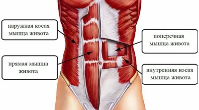 👉🏻Мышцы кора — это не только прямые... - Спорт Клиника Фитнес | Facebook