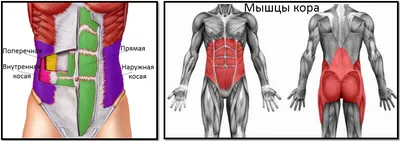 Мышцы кора. Что это и как с ними работать | Ортопедический магазин Ortomil  | Дзен