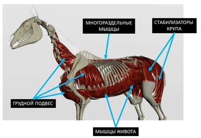 Мышцы кора (или \"ядра\") - это основа нашего здоровья и силы. Они  поддерживают наш позвоночник, участвуют в каждом движении и играют важную…  | Instagram