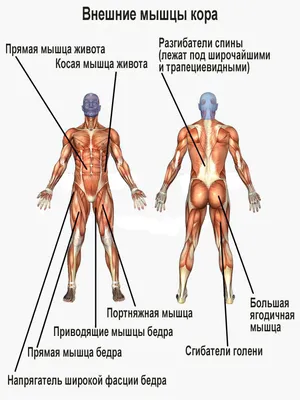 Тренировка на мышцы кора в домашних условиях - Пресс, Бока, Спина |  Упражнения для начинающих. - YouTube