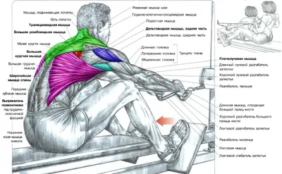 Широкая спина: Базовый комплекс упражнений на широчайшие мышцы спины | PRO  TRAINING | Дзен