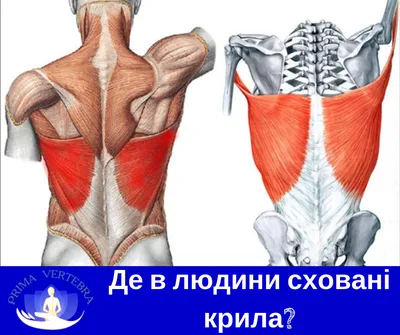 Где у человека спрятаны крылья? - Prima-Vertebra