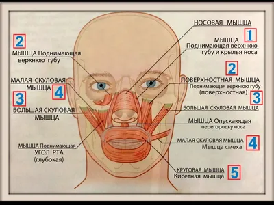 Тренировка на спину в тренажерном зале, советы и упражнения от  фитнес-тренера. Спорт-Экспресс