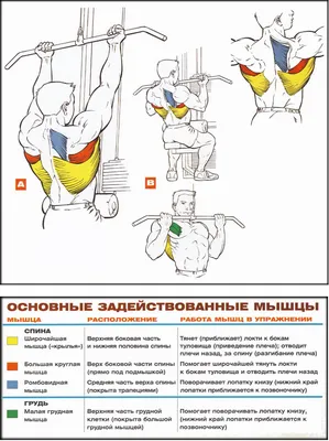 Neiromed_clinic_kazan - Квадратная мышца поясницы (КМП)(лат. Musculus  quadratus lumborum) О хулиганствах этой коварной мышцы люди слагают  легенды, которыми охотно делятся на моем врачебном приеме 😊. Осиное гнездо  триггеров в этой мышце может