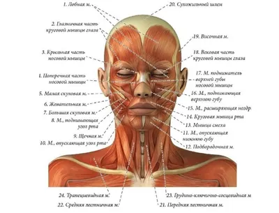 Мышцы лица и шеи фото