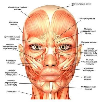 Анатомия мышц лица и шеи: фото с описанием и схемами | BBTAPE.RU | Дзен