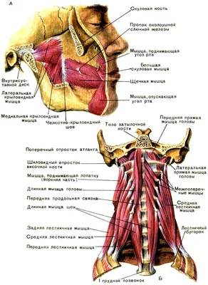 Простое упражнение для мышцы, которая \"держит\" шею и овал лица | Бажена Дан  | Дзен
