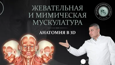 Голливудская» процедура коррекции овала лица - Облик. Esthetic Guide