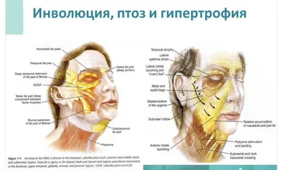 Анатомия : Мимические мышцы или мышцы лица. Мышцы окружности глаз. Мышцы  окружности рта. Мышцы окружности носа. | Мышцы, Анатомия, Научные плакаты