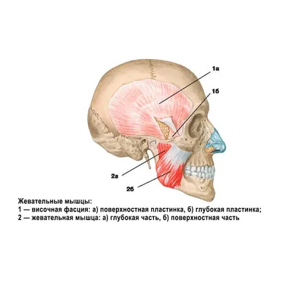 Анатомия жевательной и мимической мускулатуры в 3D / 3D Anatomy of the  chewing and facial muscles - YouTube