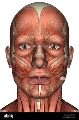 Анатомия лица рисунок - 78 фото