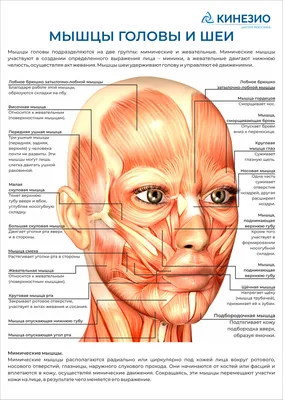 Анатомия мышц лица и шеи: фото с описанием и схемами | BBTAPE.RU | Дзен