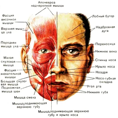 Книга Воркбук фейсбилдера: комплекс работы над мышцами лица и шеи купить по  выгодной цене в Минске, доставка почтой по Беларуси