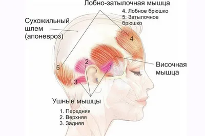 Шея 21 века.Как вернуть молодость и свежесть лица. | ЗОЖ-БАЛДЕЖ | Дзен