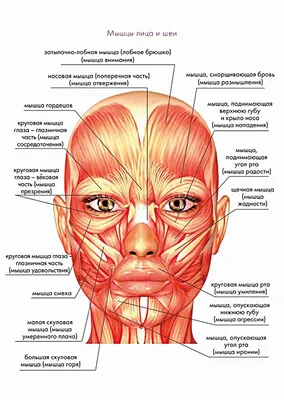Фейсбилдинг - комплекс упражнений для укрепления и подтяжки мышц лица и шеи