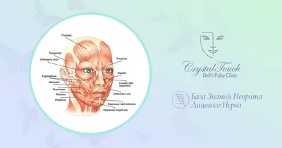 Как стареют мышцы лица?