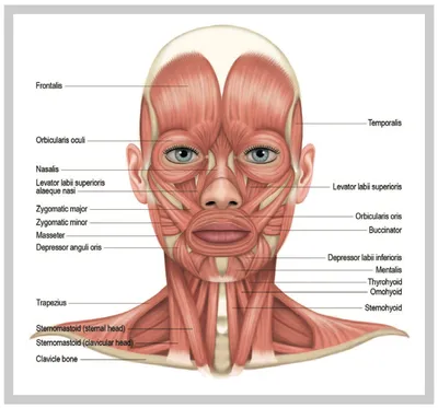 Анатомия: мышцы лица