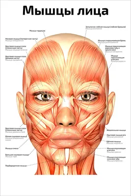 Плакат обучающий А2 ламинир. Мышцы лица анатомический 457x610 мм - купить с  доставкой по выгодным ценам в интернет-магазине OZON (348302220)