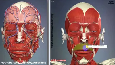 Nasal Face - назальный тип старения лица | Интеллектуальная косметология  Face Clinic