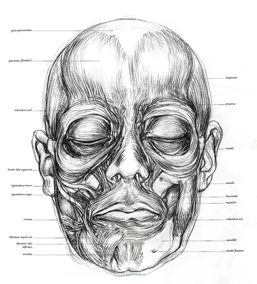 Мимические мышцы лица: как они работают