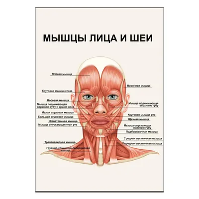 Мышцы Лица И Шеи — стоковая векторная графика и другие изображения на тему  Маска для лица - Маска для лица, Мускулистый, Анатомия - iStock