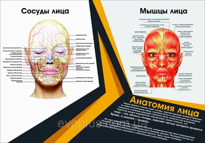 Как сохранить свежесть лица, фитнес-упражнения дома - Экспресс газета