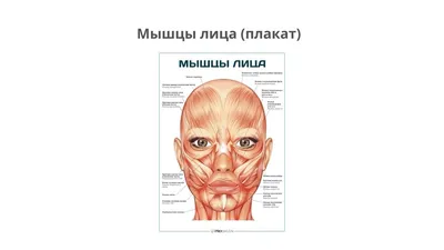 МИМИЧЕСКИЕ МЫШЦЫ💡 Мимические мышцы лица развиваются из II жаберной дуги и  иннервируются n.facialis. .. | ВКонтакте