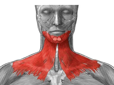 мышцы лица | Массаж.ру
